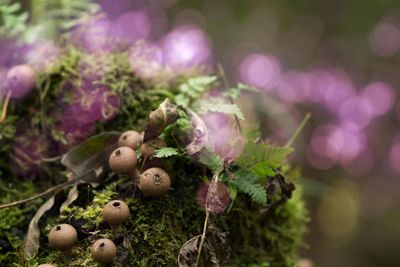 Close-up of mushrooms