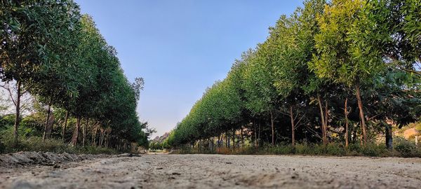 Trees growing by road against sky