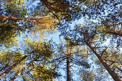 Low angle view of trees