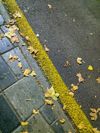 High angle view of yellow leaves on street