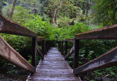 Bridge amidst trees in forest