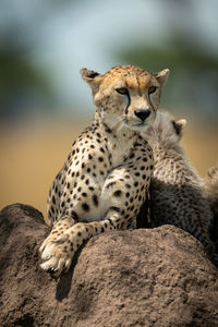 Cheetah family sitting on rock in forest