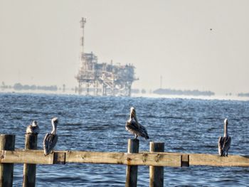 Seagulls perching on wooden post