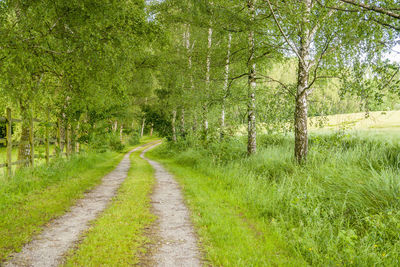 Road amidst trees in forest