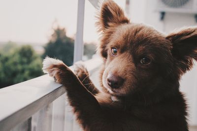 Close-up of dog looking away