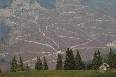 Forestry industry in marmaures, romania, where hundred of hectares was chopped and destroyed