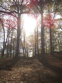 Sun shining through trees in forest