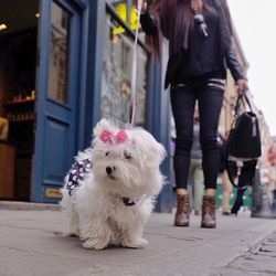 Low section of woman with dog on sidewalk