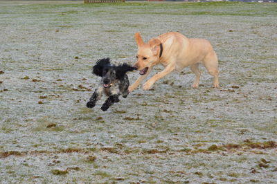 Dogs running in field during winter