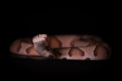 Close-up of a lizard on black background