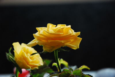 Close-up of yellow rose