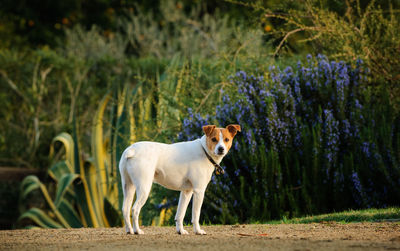 Dog in park