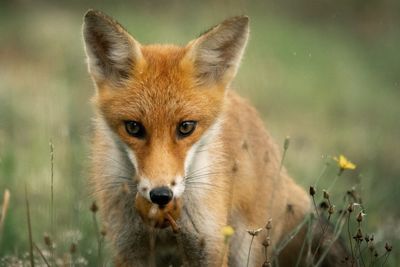 Close-up portrait of fox on field