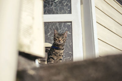 Low angle view of cat sitting on window