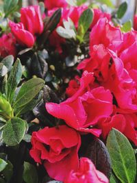 Close-up of pink flowers