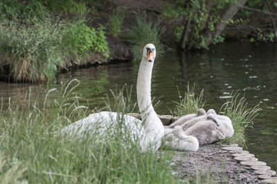 Swan swimming on lake