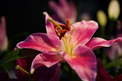 Close-up of pink flowering plant