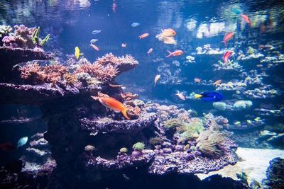 Close-up of fish swimming in aquarium