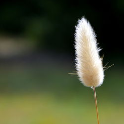 Close-up of white flower