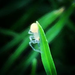 Close-up of insect on plant