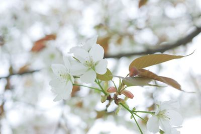 Close-up of white cherry blossom tree