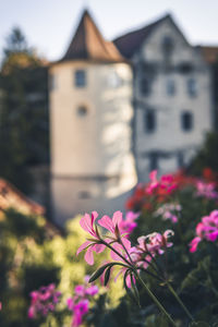 Pink flowering plant against building