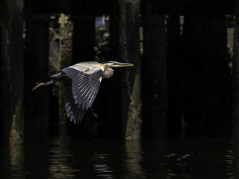 View of a bird flying over lake