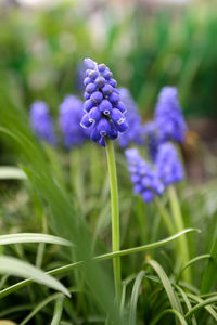 Close-up of purple flowering plant on field