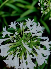 Close-up of white flowering plant