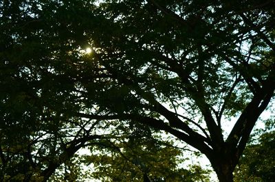 Low angle view of trees in forest