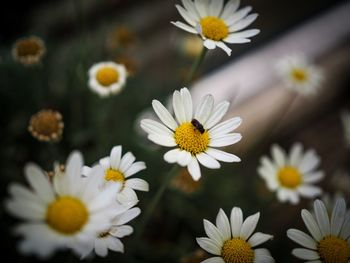 Close-up of white daisy flowers