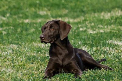 Dog relaxing on grassy field