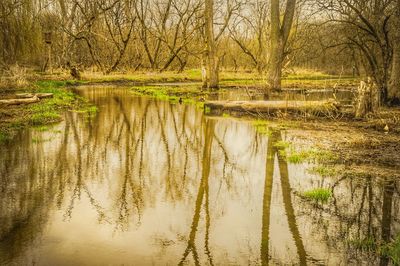 Reflection of trees in lake