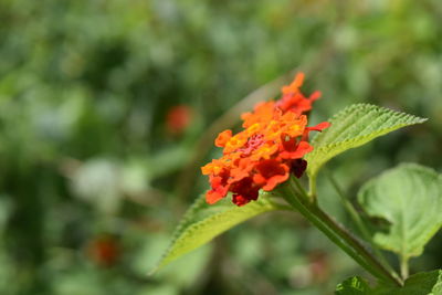 Close-up of orange flower blooming outdoors