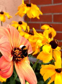 Close-up of insect on yellow flower