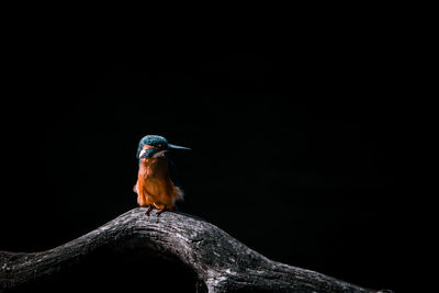 Close-up of bird perching on rock against black background
