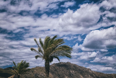 Low angle view of palm tree against sky