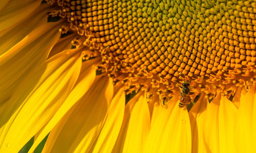 Full frame shot of sunflower