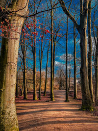 Trees in forest