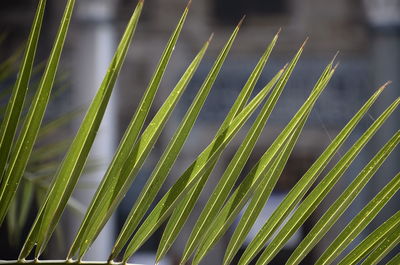 Close-up of palm leaf