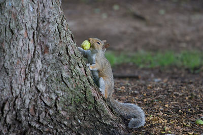 Squirrel on tree trunk