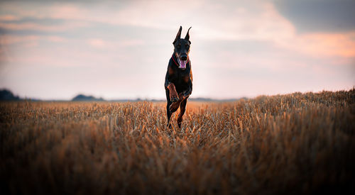 Dog on field during sunset