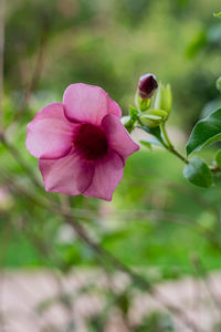 Close-up of pink flowering plant