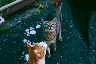 Portrait of ginger cat