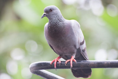 Close-up of pigeon perching on pipe