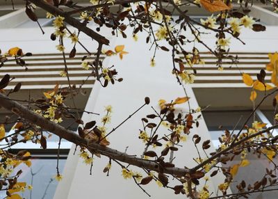 Low angle view of fruits on tree