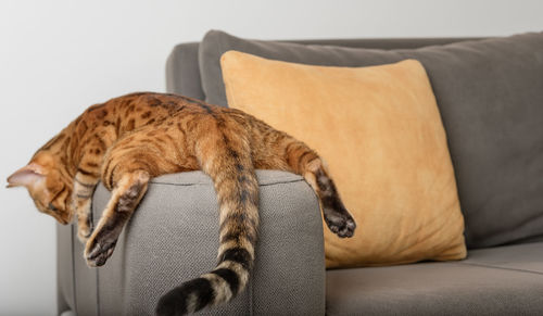 A bored bengal cat lies and rests on the sofa. back view.