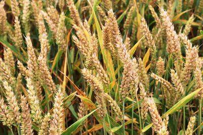 Beautiful and detailed close up view on crop and wheat field textures in northern europe