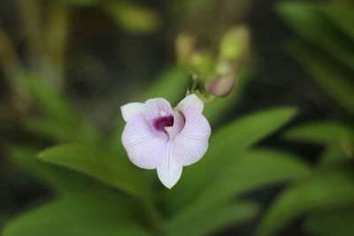 Close-up of white flowering plant
