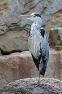 Close-up of heron perching on rock